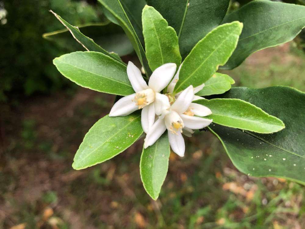 キンカン　白い花