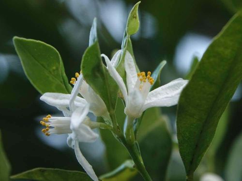 キンカンの花言葉 花の時期や種類 家庭菜園でも育てられる Greensnap グリーンスナップ