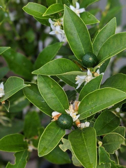 キンカンの花言葉 花の時期や種類 家庭菜園でも育てられる Greensnap グリーンスナップ