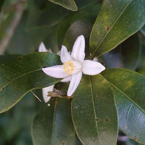 キンカンの花言葉 花の時期や種類 家庭菜園でも育てられる Greensnap グリーンスナップ