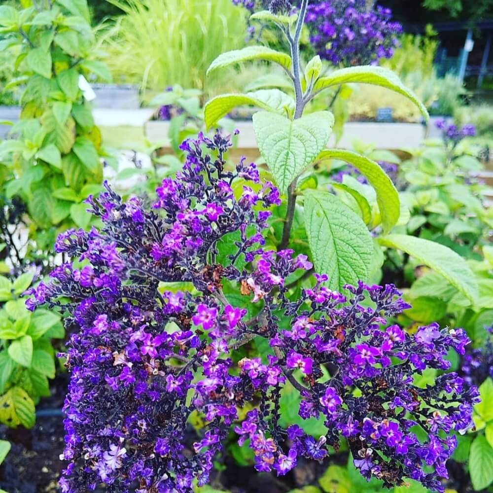 ヘリオトロープの花言葉 意味や由来は 花の色や種類 香りや見頃の季節は Greensnap グリーンスナップ