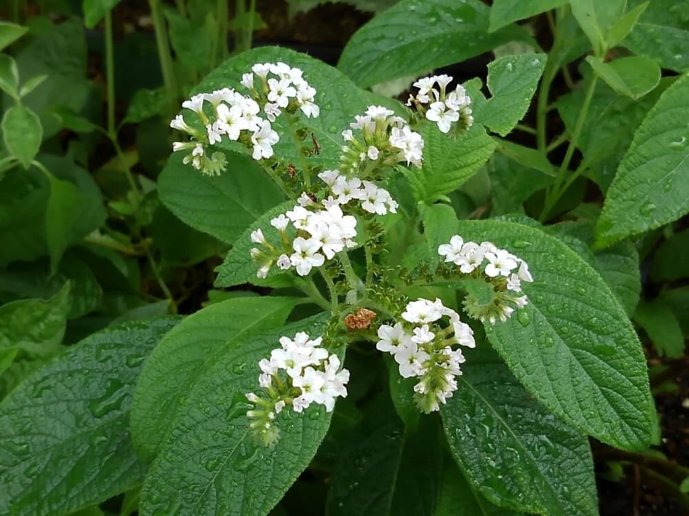 ヘリオトロープ