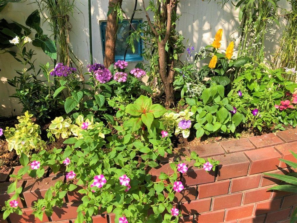 ヘリオトロープ