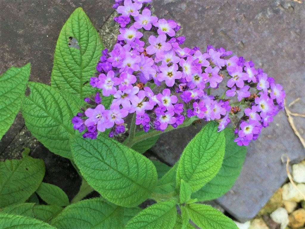 ヘリオトロープの花言葉 意味や由来は 花の色や種類 香りや見頃の季節は Greensnap グリーンスナップ