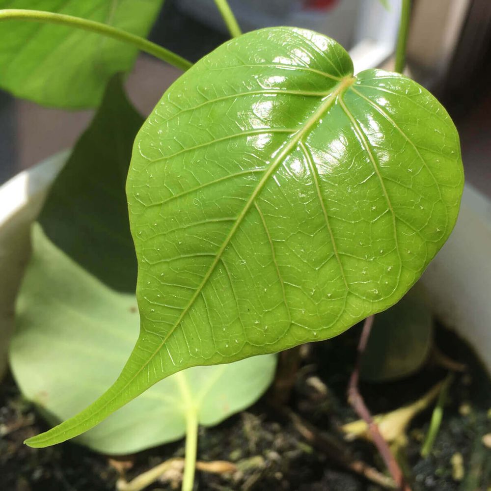 インドボダイジュ