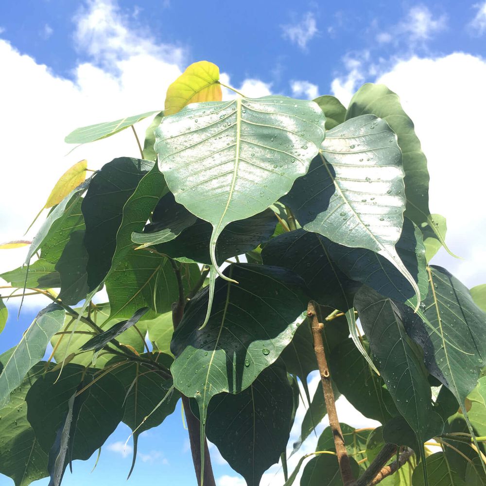 インドボダイジュ