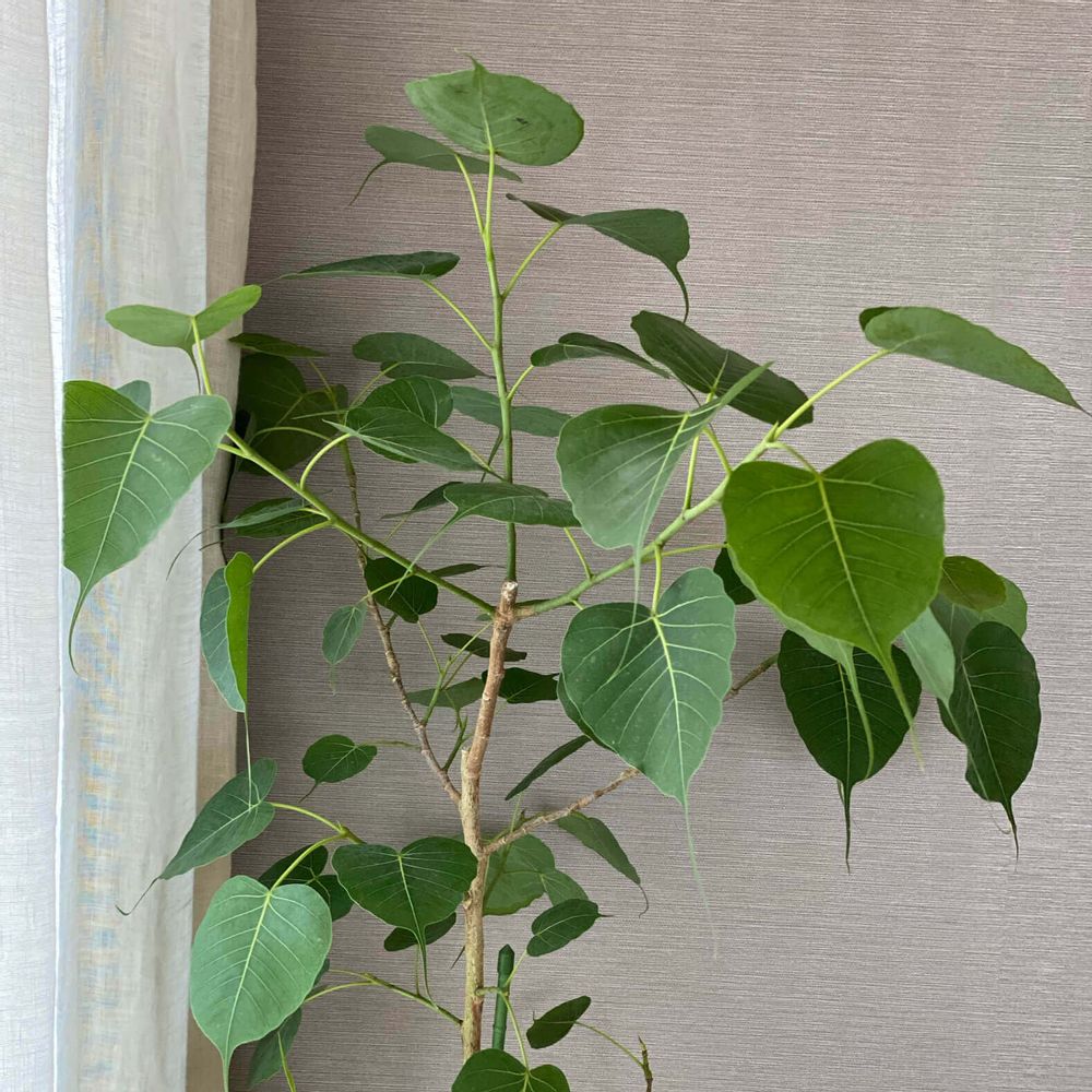 インドボダイジュ