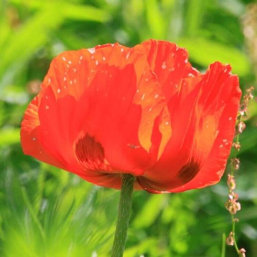 ポピーの花言葉 色や種類別の意味や由来は 見頃の時期や花の特徴は Greensnap グリーンスナップ