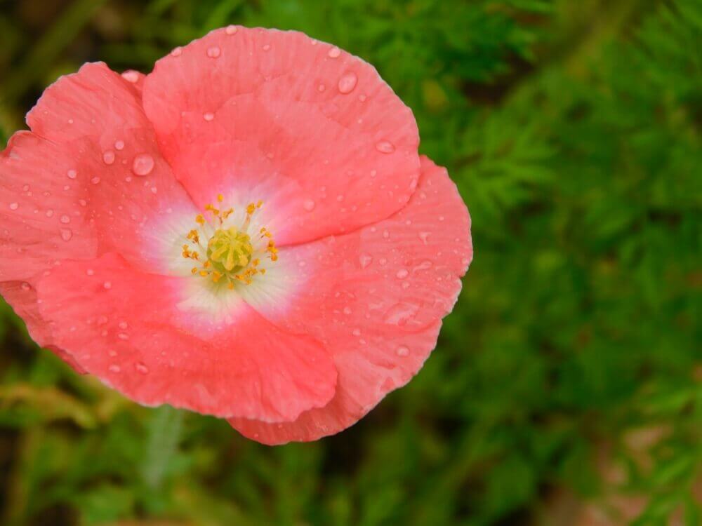 ポピーの花言葉 色や種類別の意味や由来は 見頃の時期や花の特徴は Greensnap グリーンスナップ