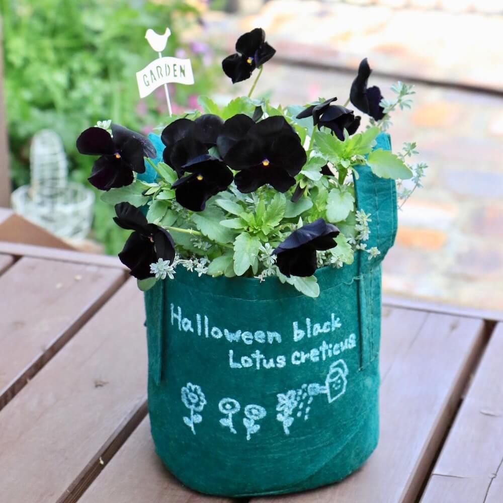 ルーツポーチ　プランター　　寄せ植え