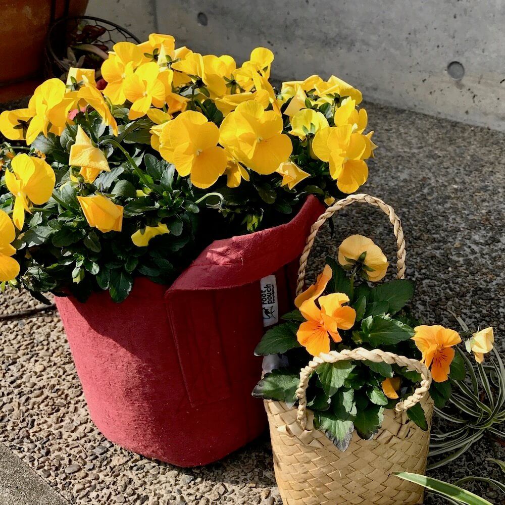 ルーツポーチ　プランター　　寄せ植え