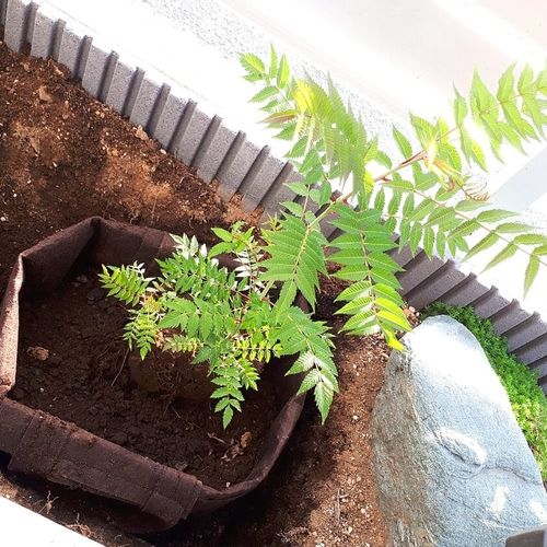 庭木を大きくしすぎない 果樹の収穫を早める 根域制限 栽培とは Greensnap グリーンスナップ