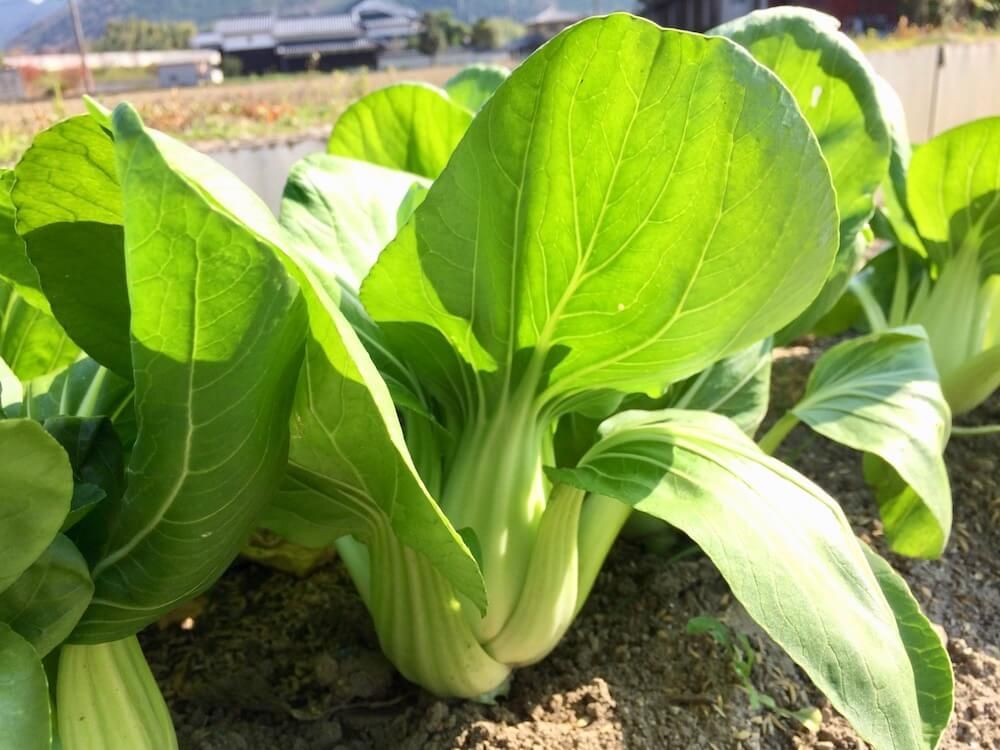チンゲンサイ　野菜　家庭菜園