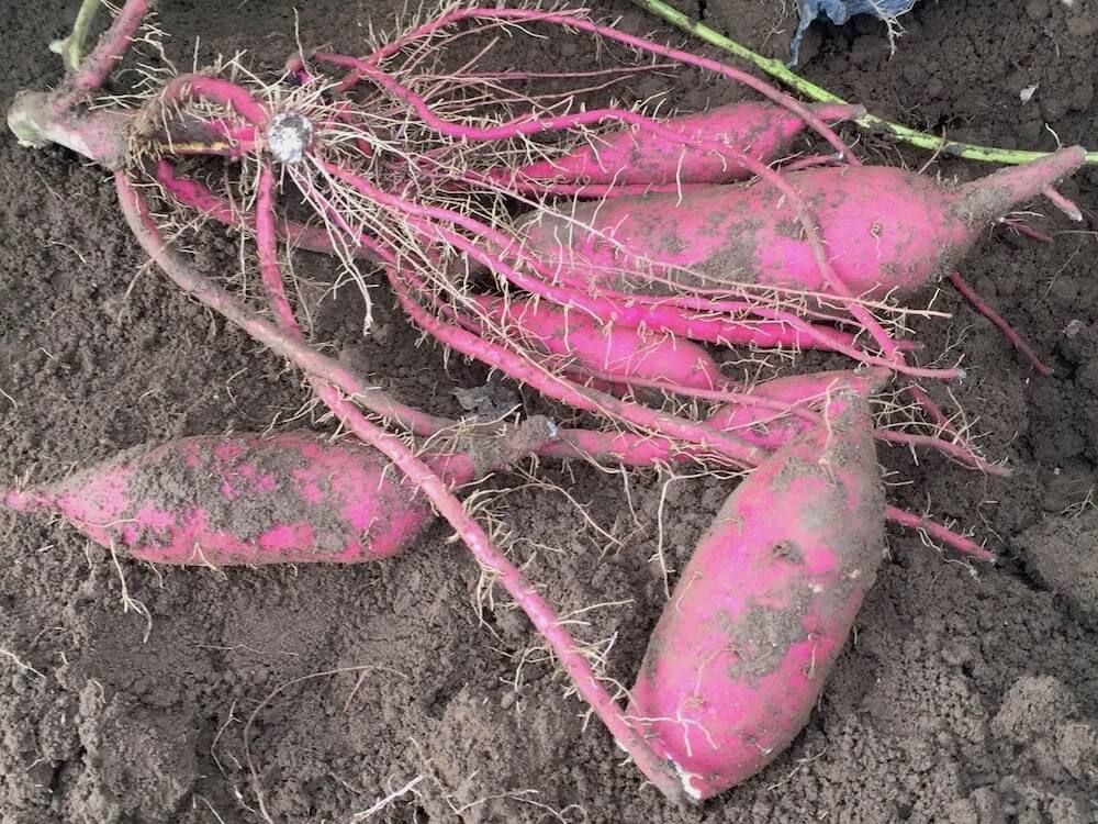 サツマイモ　野菜　家庭菜園　