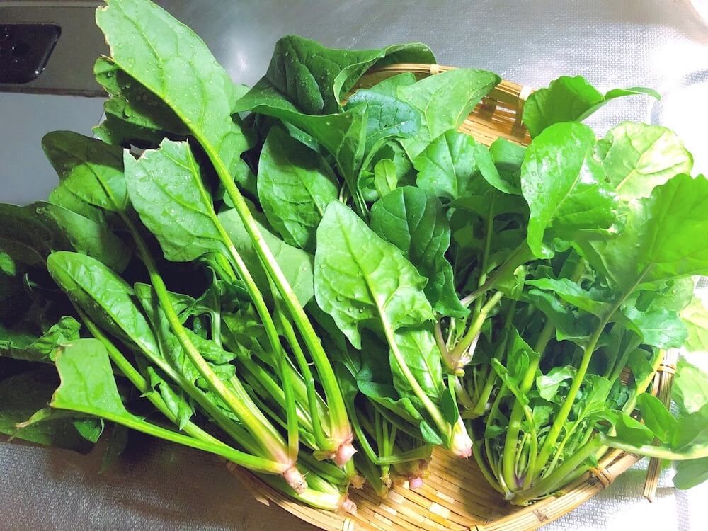 ほうれん草　家庭菜園　野菜