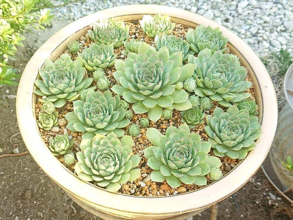 センペルビウム