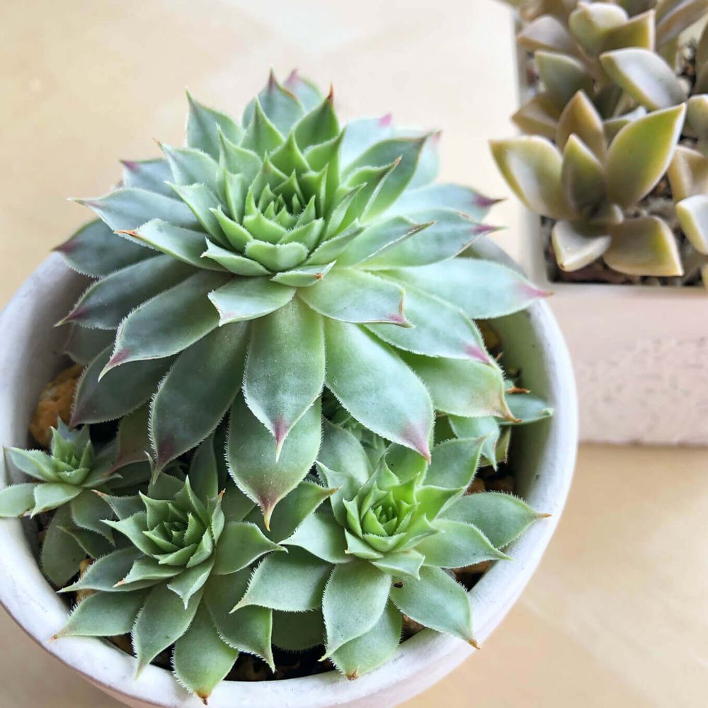 センペルビウム