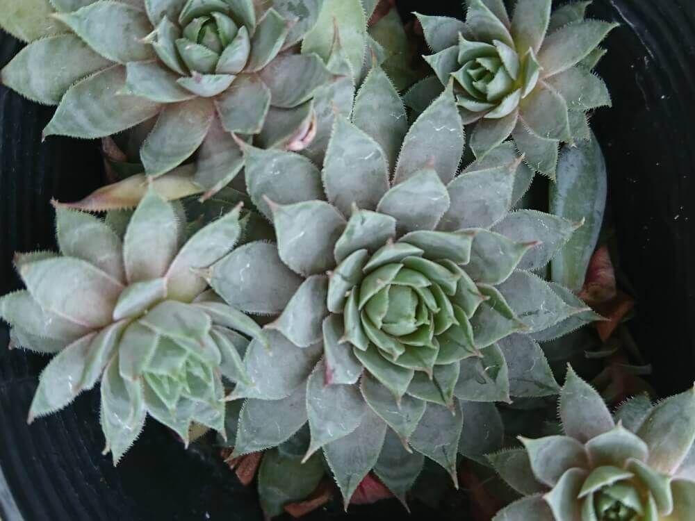 センペルビウム