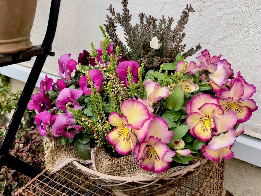 ビオラ　パンジー　寄せ植え　ギャザリング　秋冬　ガーデニング
