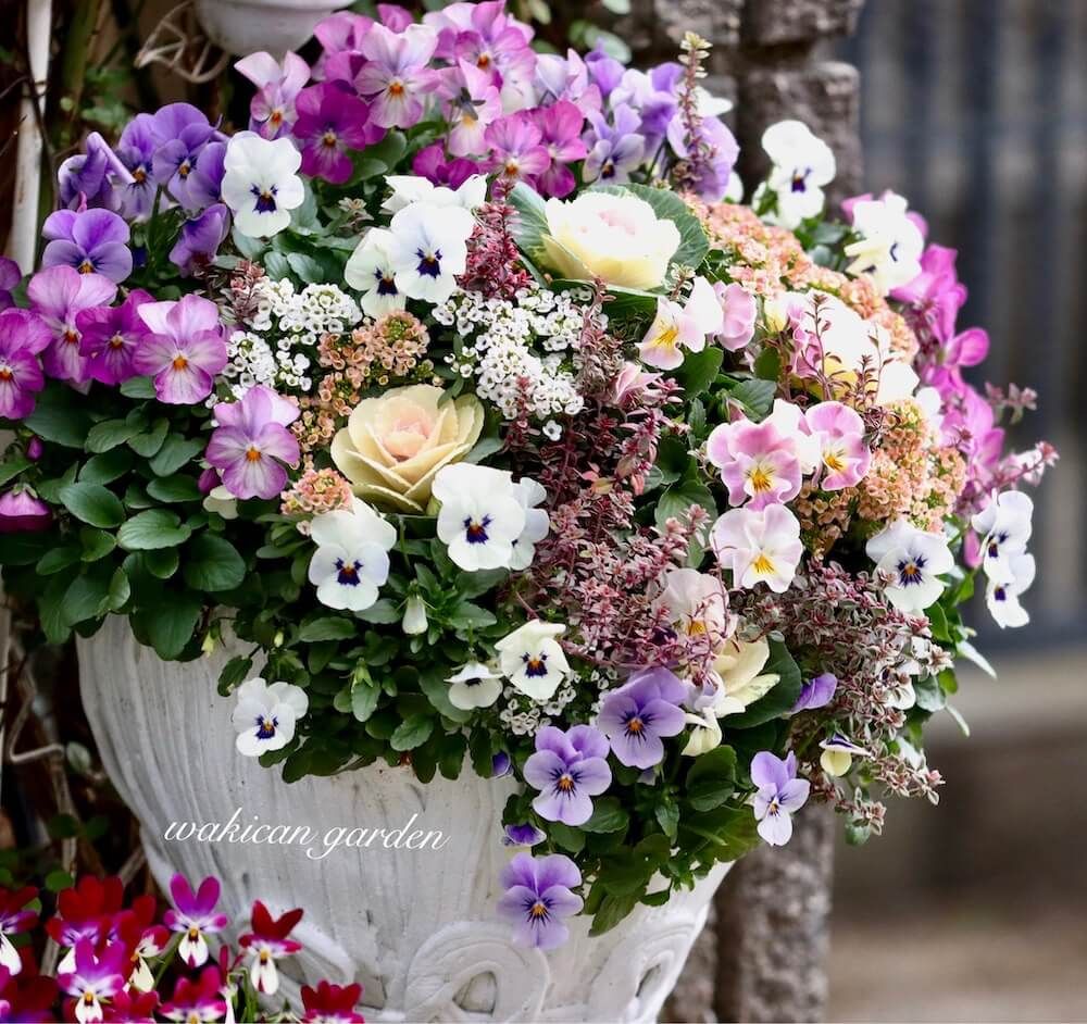 ビオラ　パンジー　寄せ植え　ギャザリング　秋冬　ガーデニング