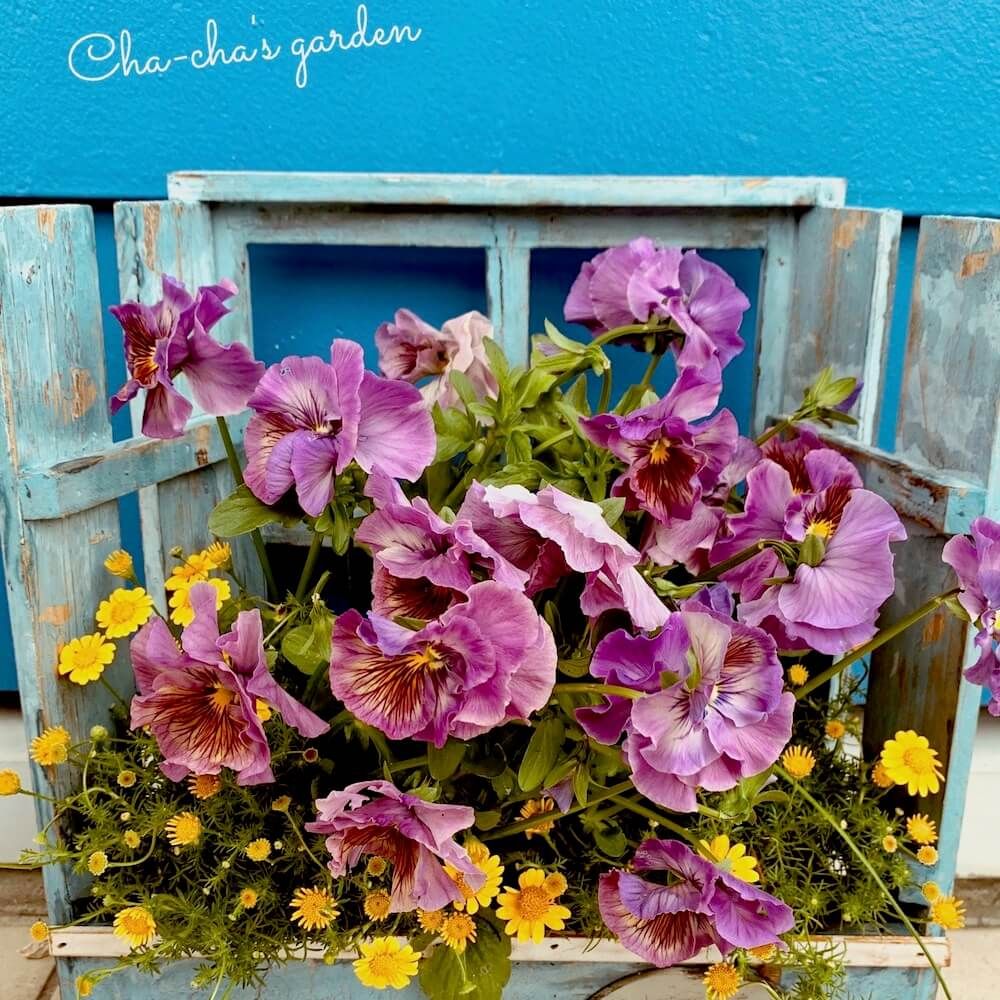 ビオラ　パンジー　寄せ植え　ギャザリング　秋冬　ガーデニング