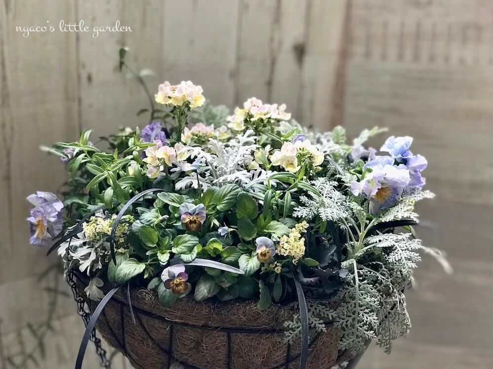 ビオラ　パンジー　寄せ植え　ギャザリング　秋冬　ガーデニング