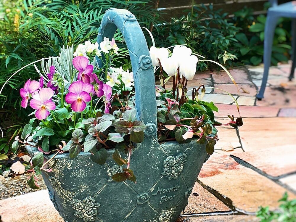 ビオラ　パンジー　寄せ植え　ギャザリング　秋冬　ガーデニング