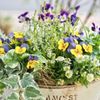ビオラとパンジーの寄せ植え｜相性のいい花7選！花壇やプランターに植えてみよう！の画像