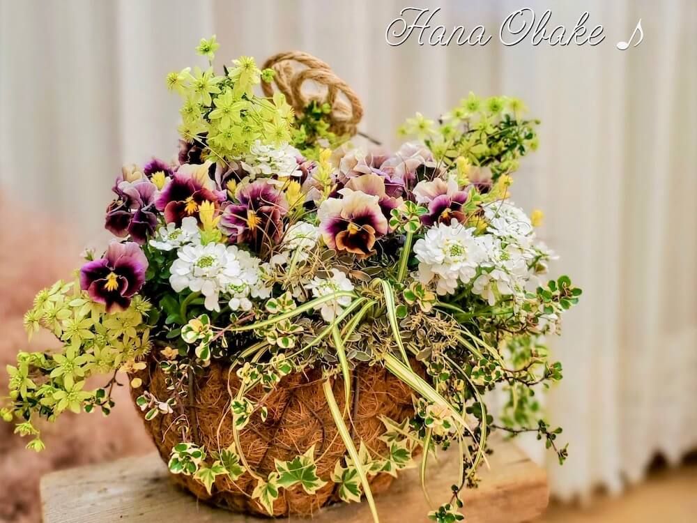 ビオラ　パンジー　寄せ植え　ギャザリング　秋冬　ガーデニング