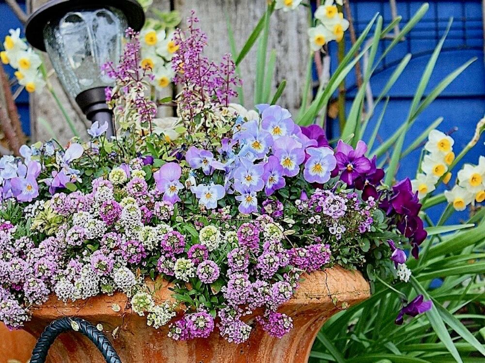 ビオラ　パンジー　寄せ植え　ギャザリング　秋冬　ガーデニング