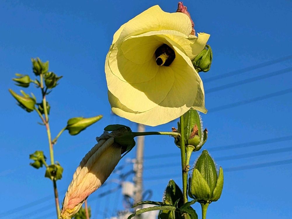 <p style="text-align: right;font-size: 13px;line-height: 1;">Photo by hsさん@GreenSnap</p>
