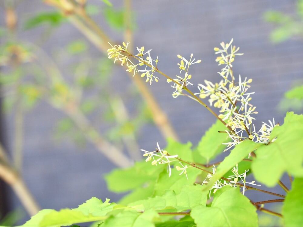 庭木　シンボルツリー　根域制限