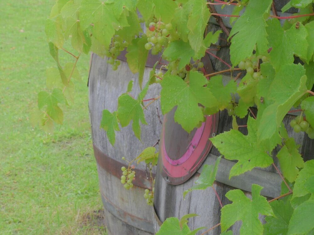 ぶどう 葡萄 の育て方 鉢植えやプランター栽培もできる 種からも育つ Greensnap グリーンスナップ