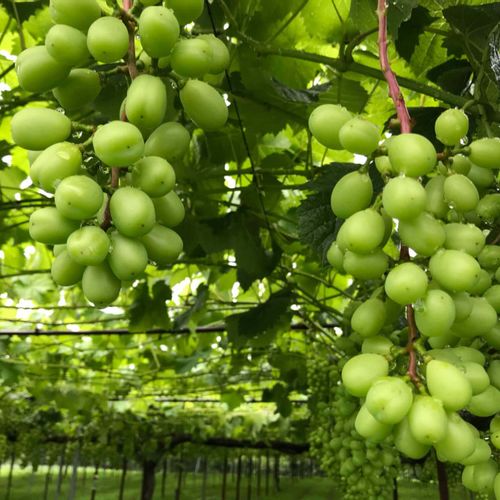 黒とう病とは ブドウがかかりやすい病気なの 予防や対策は Greensnap グリーンスナップ