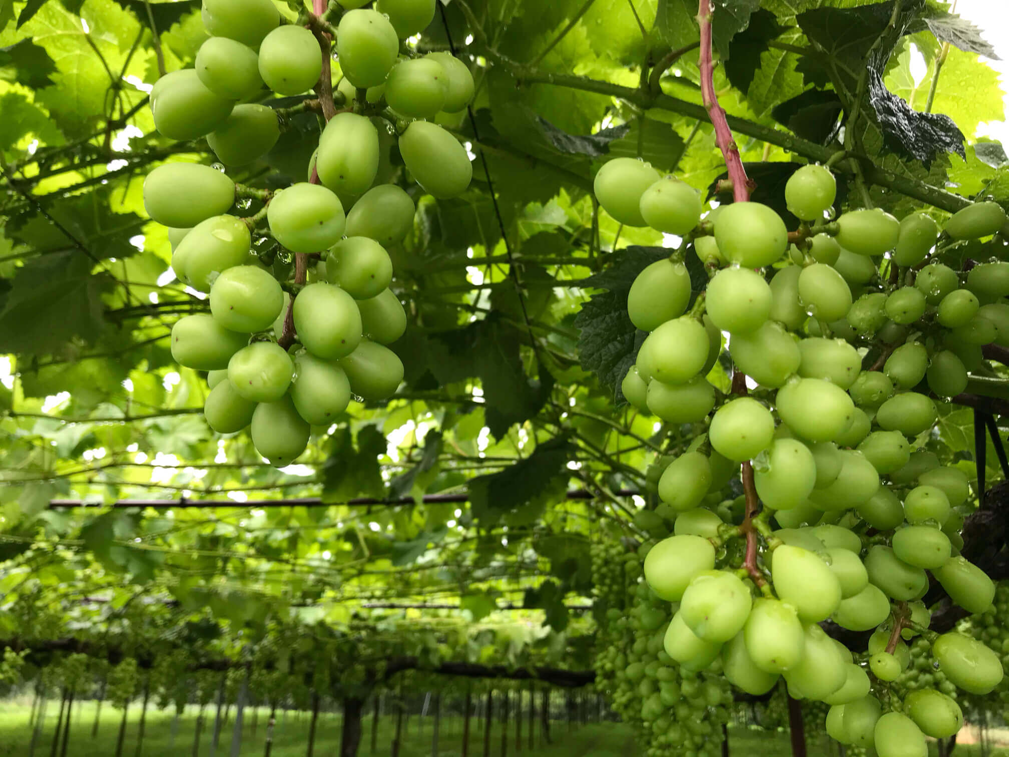 ブドウの育て方 肥料や水やりの頻度は プランターでも栽培できる Greensnap グリーンスナップ