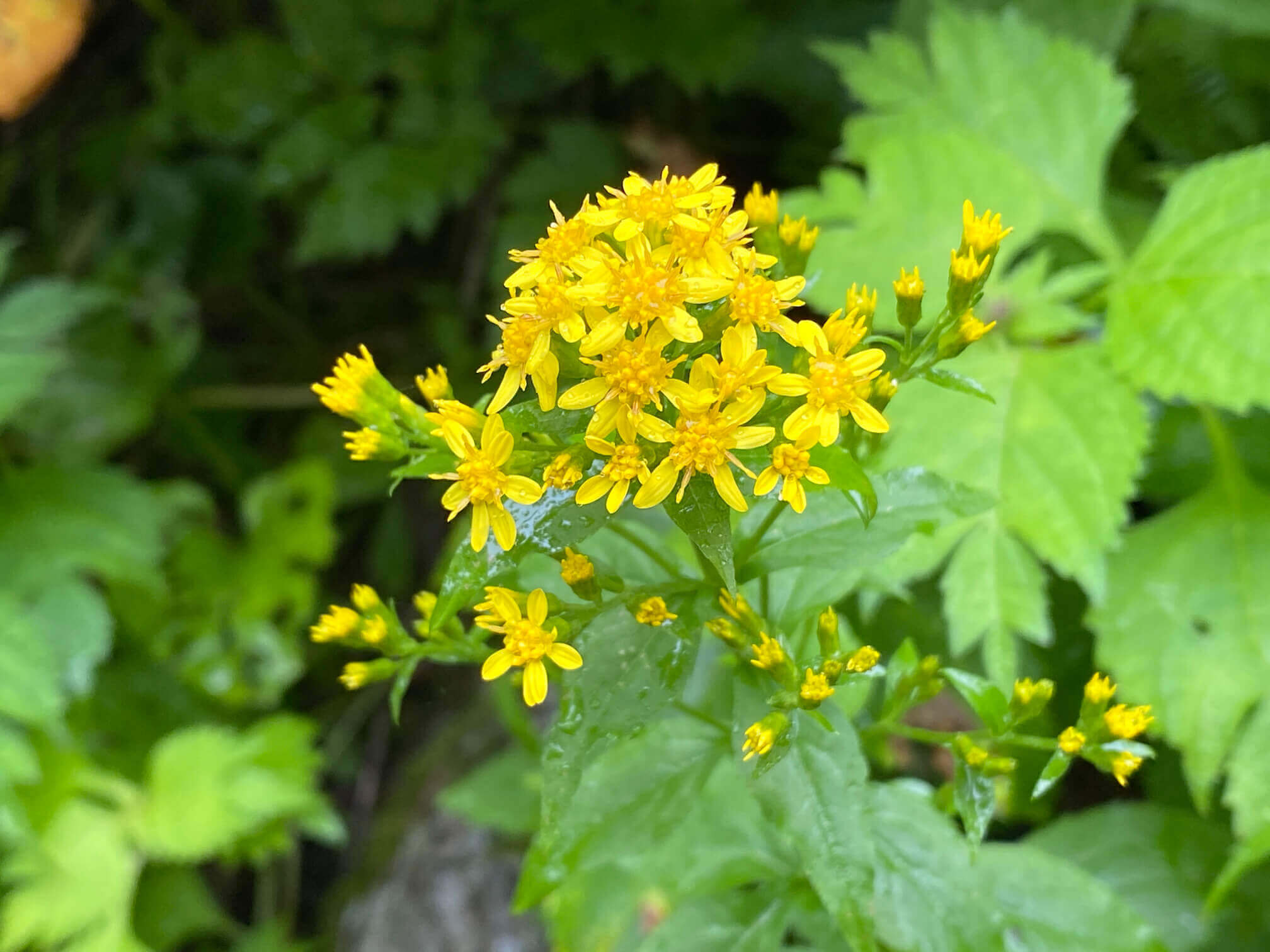 キリンソウの花言葉 意味や種類 花の特徴は Greensnap グリーンスナップ
