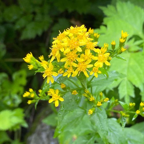 キリンソウの花言葉 意味や種類 花の特徴は Greensnap グリーンスナップ