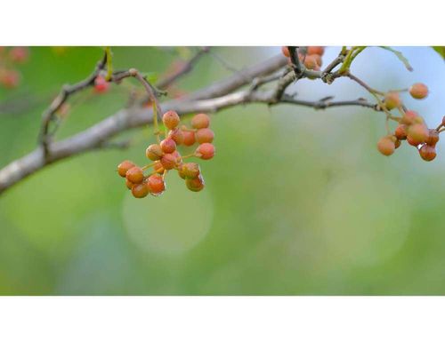山椒 サンショウ の花言葉 意味や種類 芽や花も食べられる Greensnap グリーンスナップ