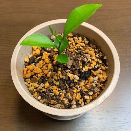 ナツミカンの花言葉 花や実の特徴 家庭菜園で栽培できる Greensnap グリーンスナップ