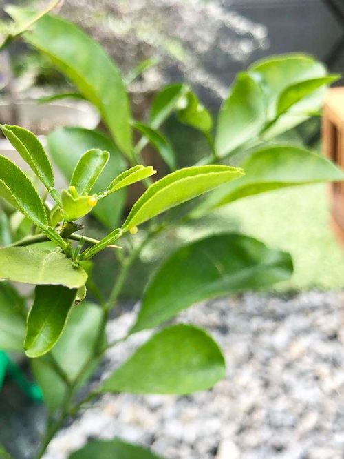 ナツミカンの花言葉 花や実の特徴 家庭菜園で栽培できる Greensnap グリーンスナップ