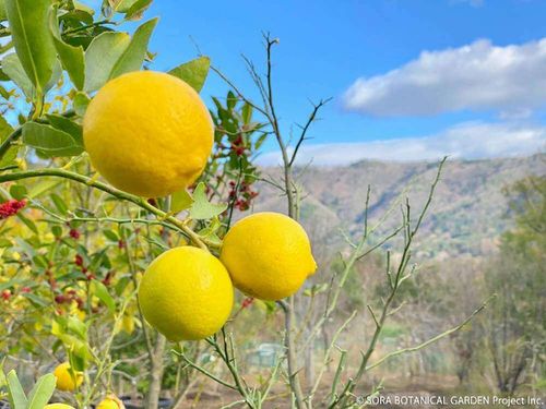 ライムの花言葉 意味や花の時期 効能や栄養は Greensnap グリーンスナップ