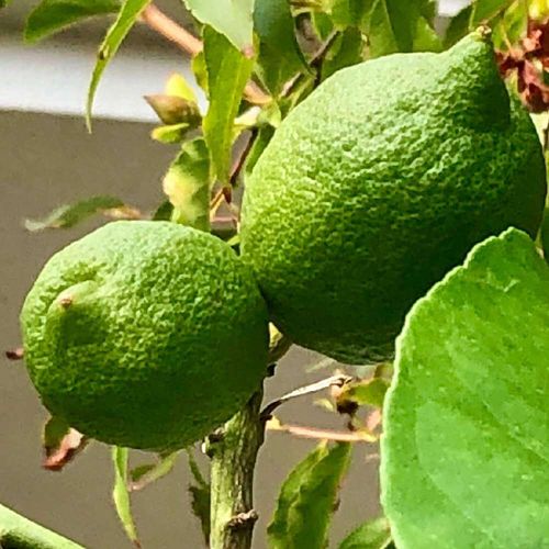 レモンの花言葉 意味や種類 花の時期は Greensnap グリーンスナップ