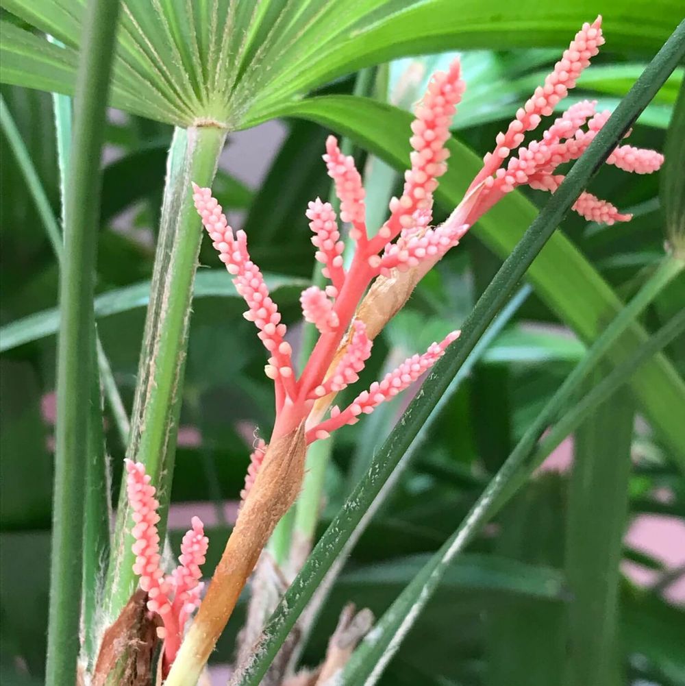 カンノンチクの花