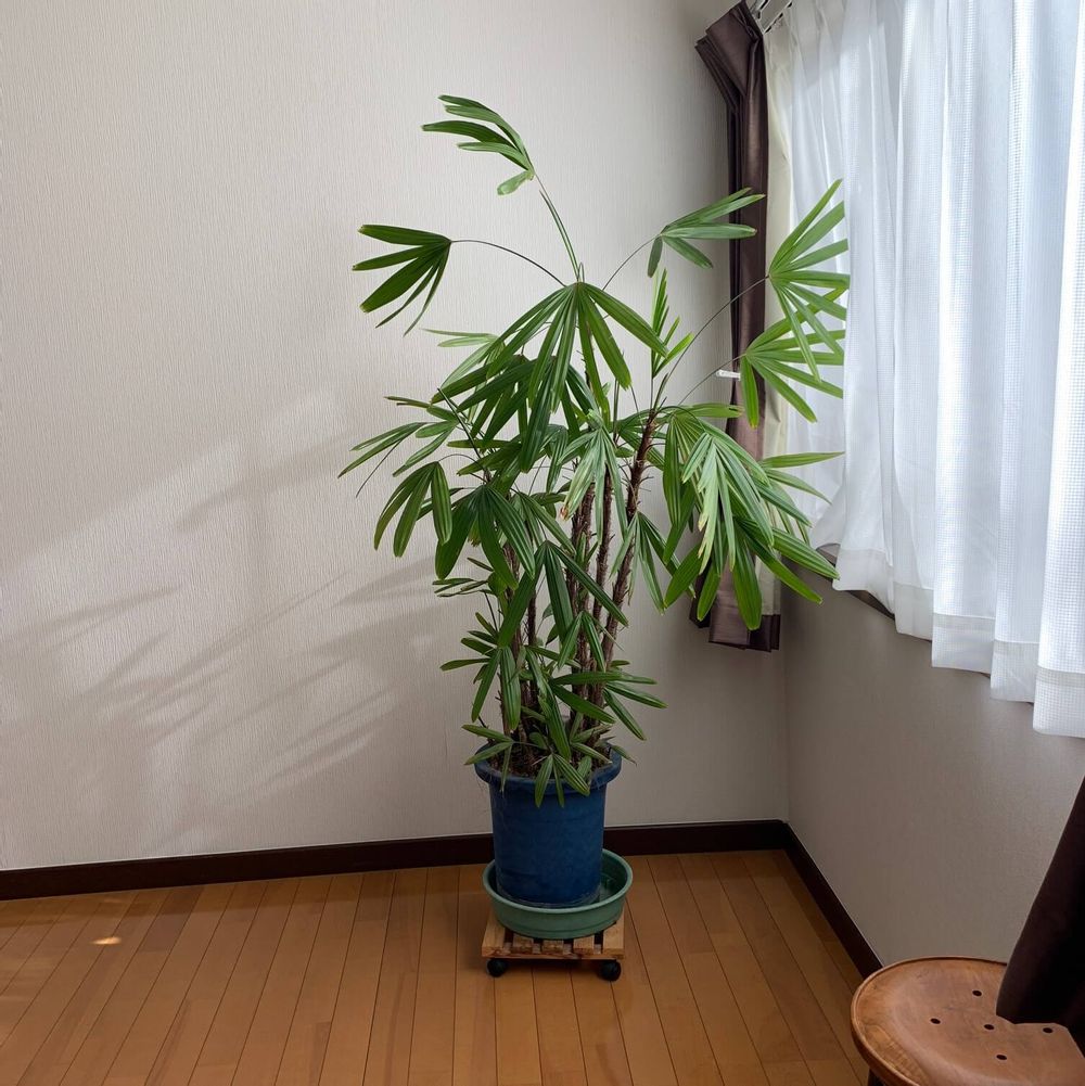 カンノンチク　部屋