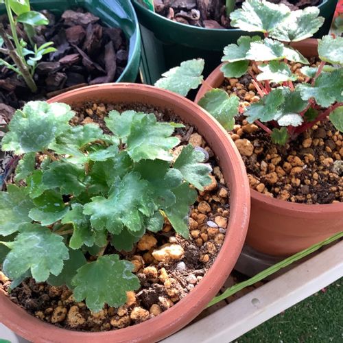 ダイモンジソウ 大文字草 の花言葉 花の特徴や意味 代表的な種類は Greensnap グリーンスナップ