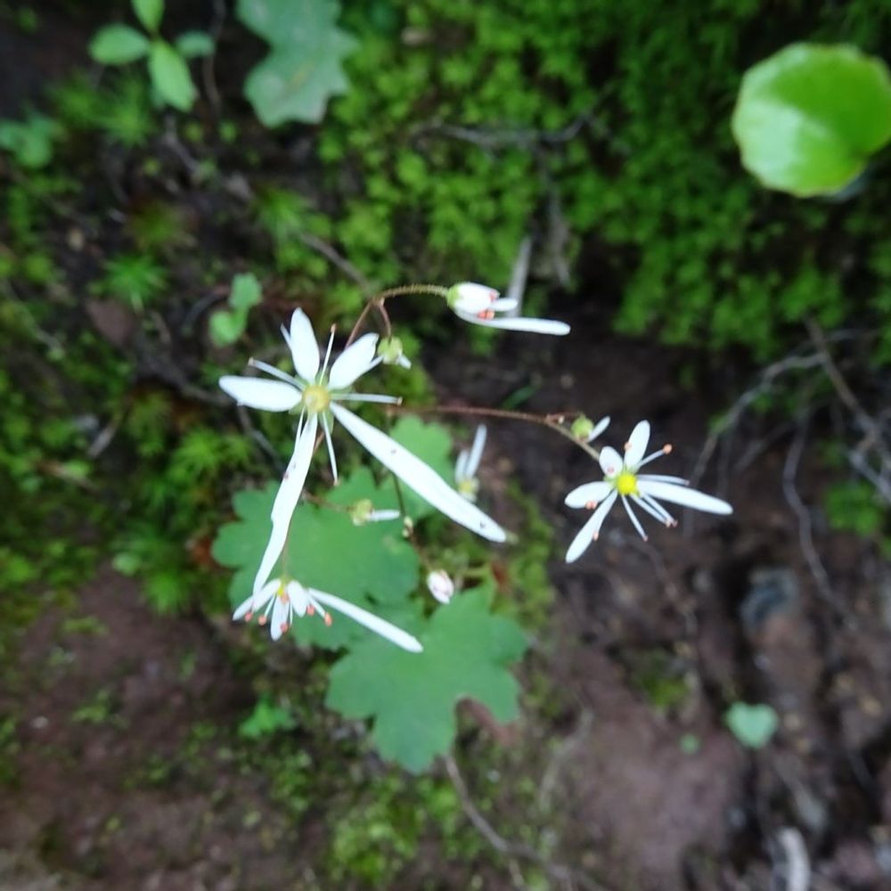 ダイモンジソウの花