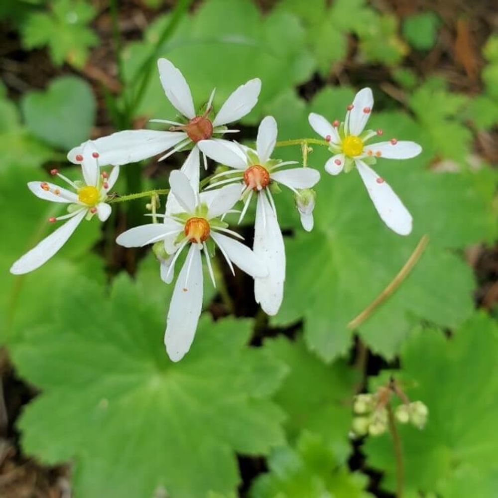 ダイモンジソウ