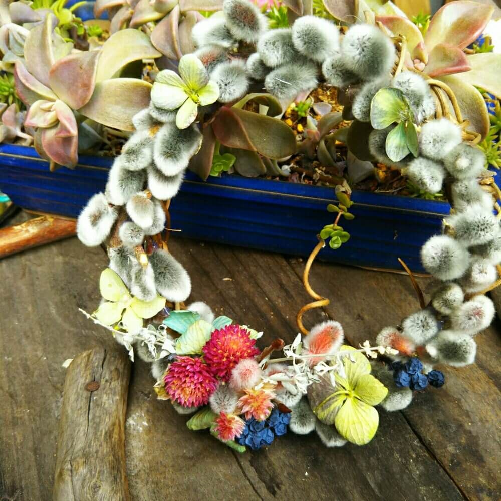 ネコヤナギリース