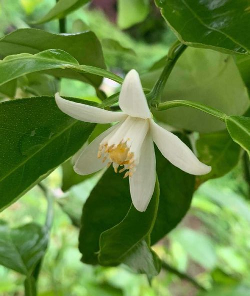 カボスの花言葉 意味や種類 花や実の時期は Greensnap グリーンスナップ