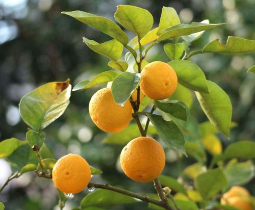 カボスの花言葉 意味や種類 花や実の時期は Greensnap グリーンスナップ